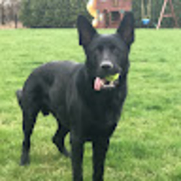 Meet your Posher, Andrew - Picture 1 of 1